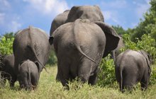 Vista traseira de elefantes caminhando no parque nacional — Fotografia de Stock