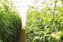 Pomodori verdi che crescono su vite in serra — Foto stock