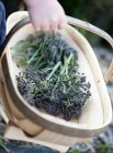 Boy carrying basket of fresh picked purple sprouting broccoli — Stock Photo