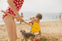 Мальчик и девочка брат и сестра играют с собакой и копаются в песке с лопатами на солнечном пляже — стоковое фото