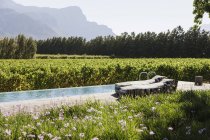 Sillas de salón junto a una lujosa piscina entre jardín y viñedo - foto de stock