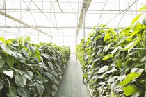 Tomato plants in greenhouse  during daytime — Stock Photo