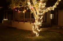 Árbol iluminado por la noche en el patio trasero - foto de stock