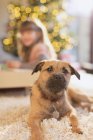 Portrait cute dog laying on rug in living room — Stock Photo