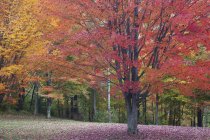 Осіннє листя на деревах вдень — стокове фото