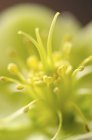 Close up of green hellebore during daytime — Stock Photo