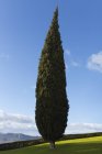 Cypress дерево, Андалусия, Іспанія — стокове фото