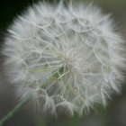 Close up of dandelion flower, on blurred background — Stock Photo