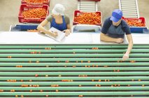 Рабочие, изучающие помидоры на конвейерной ленте на пищевом заводе — стоковое фото