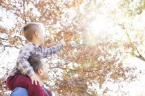 Father carrying son on shoulders reaching for autumn leaves — Stock Photo