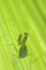 Close up of praying mantis on leaf — Stock Photo