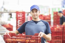 Портрет впевненого працівника, який тримає ящик з помідорами на харчовому заводі — стокове фото
