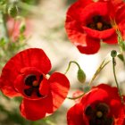 Primer plano de flores de amapola roja - foto de stock