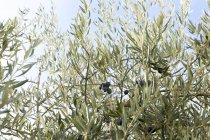 Крупним планом оливкове дерево вдень — стокове фото