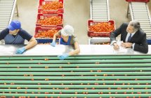 Рабочие перерабатывают помидоры на пищевом заводе — стоковое фото
