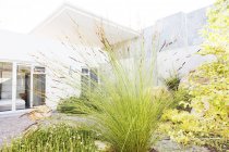 Close up of tall reeds in backyard landscaping — Stock Photo