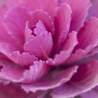 Nahaufnahme von rosa Kohlpflanze — Stockfoto