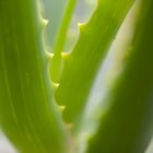 Gros plan sur la plante d'Aloe vera — Photo de stock