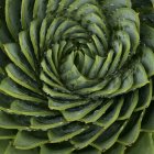 Gros plan du motif de feuilles spirales vertes — Photo de stock