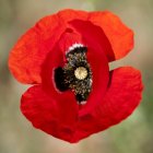 Extremo primer plano de flor de amapola roja - foto de stock