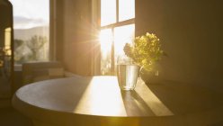 Солнце, сияющее в окне за цветком в стекле — стоковое фото