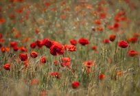 Поле красных маковых цветов над полем — стоковое фото