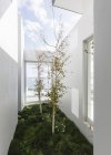 Trees in sunny luxury home showcase interior courtyard — Stock Photo
