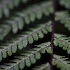 Estremo primo piano di foglie di felce verde — Foto stock