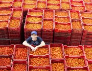 Retrato del trabajador parado entre cajas de tomate - foto de stock