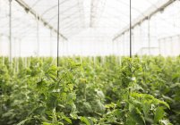 Tomato plants growing in greenhouse — Stock Photo