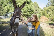 Student and teacher petting donkey at zoo — Stock Photo