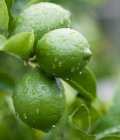 Primer plano de gotas de agua sobre limones verdes - foto de stock