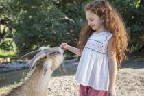 Mädchen füttert Tier im Wald — Stockfoto