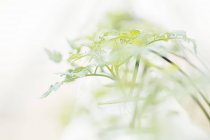Close-up de broto de plantas — Fotografia de Stock