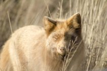 Червона лисиця бореться у високій траві — стокове фото