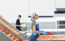 Operaio che trasporta cassa di pomodori in impianto di trasformazione alimentare — Foto stock