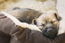 Close up sleeping puppy dog in dog bed — Stock Photo