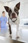 Dog standing on table in veterinary surgery — Stock Photo