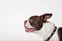 Primer plano de la cara de perro terrier boston - foto de stock