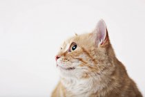 Primo piano del volto del gatto su sfondo bianco — Foto stock