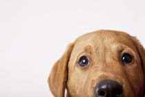 Primo piano degli occhi del cane su sfondo bianco — Foto stock