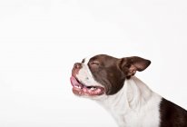 Close up de Boston terrier cão ofegante rosto — Fotografia de Stock