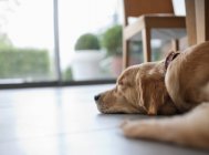 Dog laying on floor in living room — Stock Photo