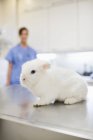 Кролик сидит на столе в ветеринарной хирургии — стоковое фото