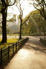 Trees growing in urban park — Stock Photo