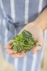 Woman holding handful of herbs — Stock Photo
