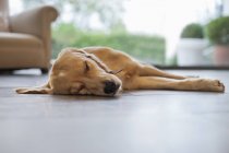 Golden retriever Cão dormindo no chão da sala de estar — Fotografia de Stock
