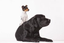 Little jack russell cão sentado no grande cão labrador preto — Fotografia de Stock