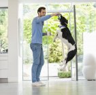 Чоловік, що дає стрибаючому собаці частування на кухні — стокове фото