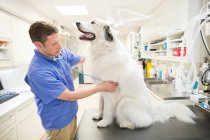 Vétérinaire examinant chien dans la chirurgie vétérinaire — Photo de stock